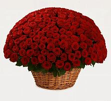 Премиум букет из: Розы в Поселке Учхоза Александрова